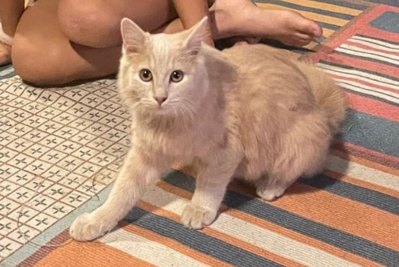 Alerte Disparition Chat Mâle , 1 ans Saint-Pierre France